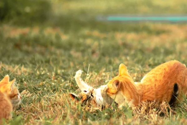 Kedi yavrularının birlikte oynaması çok güzel bir manzara..