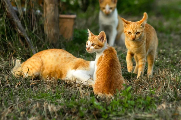 Çimenlikteki turuncu kediler kendilerini kamufle etmek ve avlarını gözlemlemek için otların yüksekliğini kullanırlar..