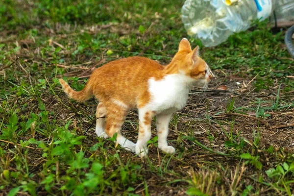 Çimenlikteki turuncu kediler kendilerini kamufle etmek ve avlarını gözlemlemek için otların yüksekliğini kullanırlar..