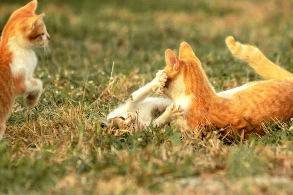 Kedi yavrularının birlikte oynaması çok güzel bir manzara..