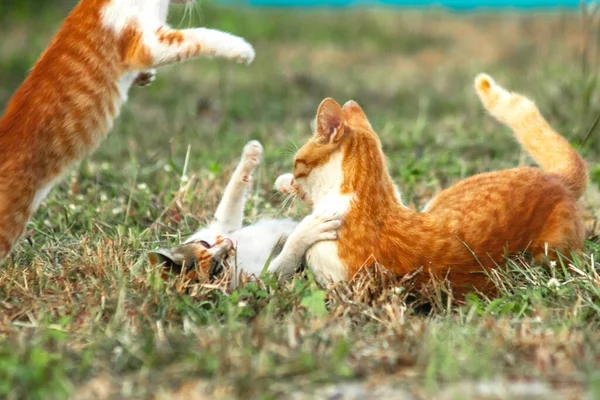 Kedi yavrularının birlikte oynaması çok güzel bir manzara..