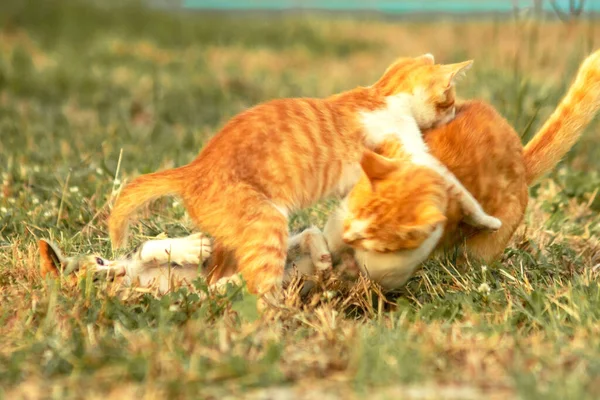 Kedi yavrularının birlikte oynaması çok güzel bir manzara..