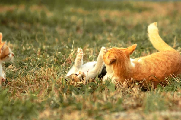 Kedi yavrularının birlikte oynaması çok güzel bir manzara..