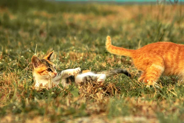Çimenlikteki turuncu kediler kendilerini kamufle etmek ve avlarını gözlemlemek için otların yüksekliğini kullanırlar..