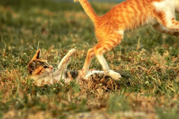 Çimenlikteki turuncu kediler kendilerini kamufle etmek ve avlarını gözlemlemek için otların yüksekliğini kullanırlar..