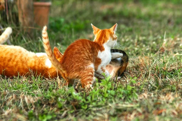 Çimenlikteki turuncu kediler kendilerini kamufle etmek ve avlarını gözlemlemek için otların yüksekliğini kullanırlar..