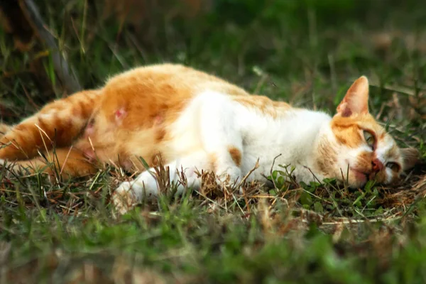 Çimenlikteki turuncu kediler kendilerini kamufle etmek ve avlarını gözlemlemek için otların yüksekliğini kullanırlar..