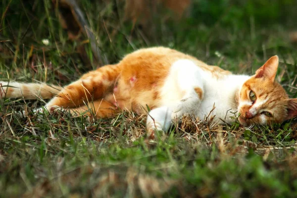 Çimenlikteki turuncu kediler kendilerini kamufle etmek ve avlarını gözlemlemek için otların yüksekliğini kullanırlar..