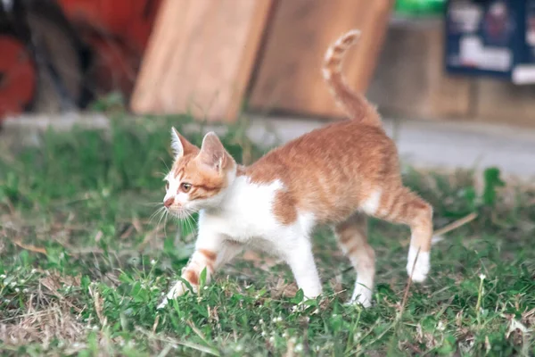 Çimenlikteki turuncu kediler kendilerini kamufle etmek ve avlarını gözlemlemek için otların yüksekliğini kullanırlar..