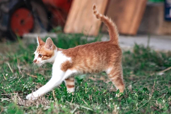 Çimenlikteki turuncu kediler kendilerini kamufle etmek ve avlarını gözlemlemek için otların yüksekliğini kullanırlar..