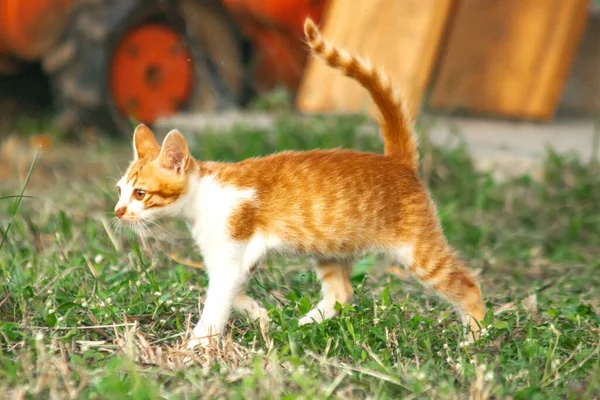 Çimenlikteki turuncu kediler kendilerini kamufle etmek ve avlarını gözlemlemek için otların yüksekliğini kullanırlar..
