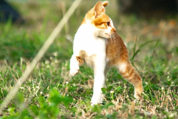 Çimenlikteki turuncu kediler kendilerini kamufle etmek ve avlarını gözlemlemek için otların yüksekliğini kullanırlar..