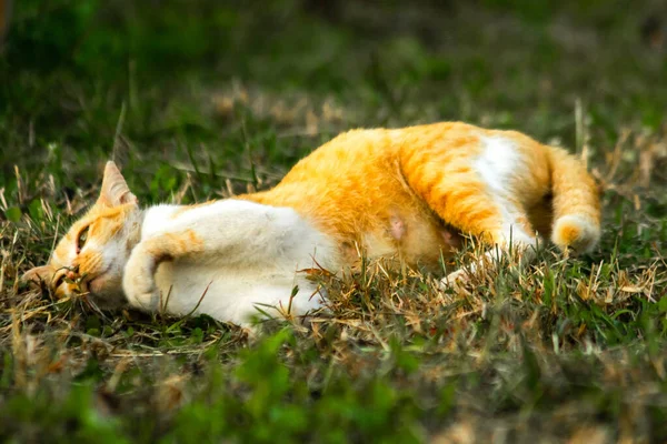 Çimenlikteki turuncu kediler kendilerini kamufle etmek ve avlarını gözlemlemek için otların yüksekliğini kullanırlar..