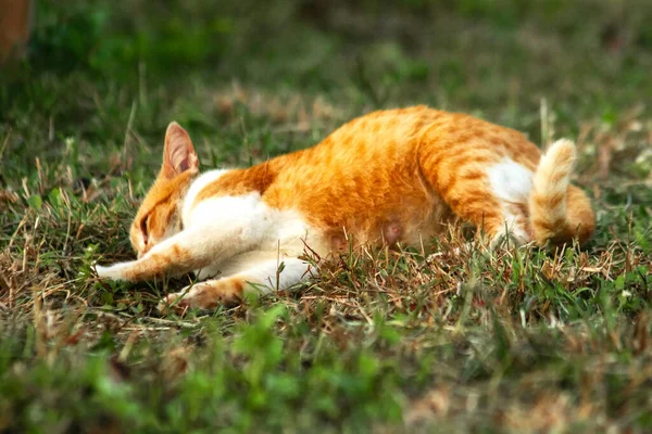 Çimenlikteki turuncu kediler kendilerini kamufle etmek ve avlarını gözlemlemek için otların yüksekliğini kullanırlar..