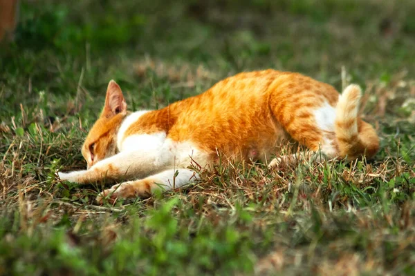 Çimenlikteki turuncu kediler kendilerini kamufle etmek ve avlarını gözlemlemek için otların yüksekliğini kullanırlar..
