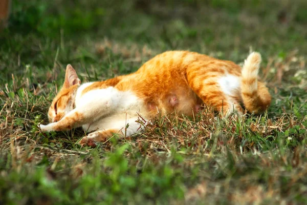 Çimenlikteki turuncu kediler kendilerini kamufle etmek ve avlarını gözlemlemek için otların yüksekliğini kullanırlar..