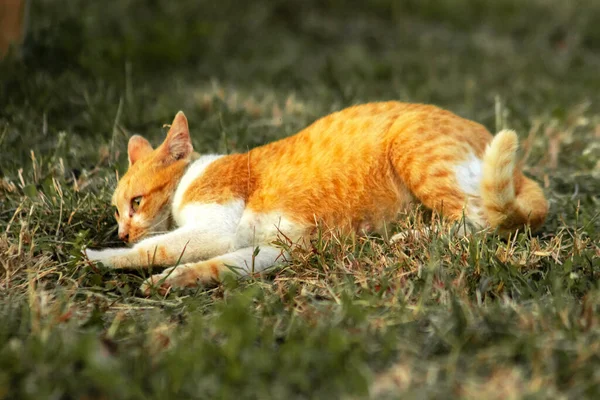 Çimenlikteki turuncu kediler kendilerini kamufle etmek ve avlarını gözlemlemek için otların yüksekliğini kullanırlar..