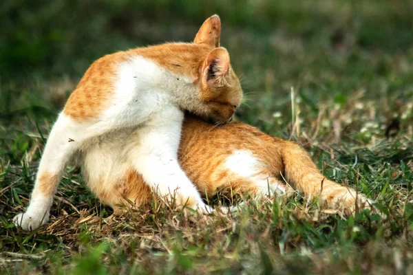 Çimenlikteki turuncu kediler kendilerini kamufle etmek ve avlarını gözlemlemek için otların yüksekliğini kullanırlar..