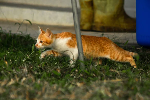 Çimenlikteki turuncu kediler kendilerini kamufle etmek ve avlarını gözlemlemek için otların yüksekliğini kullanırlar..