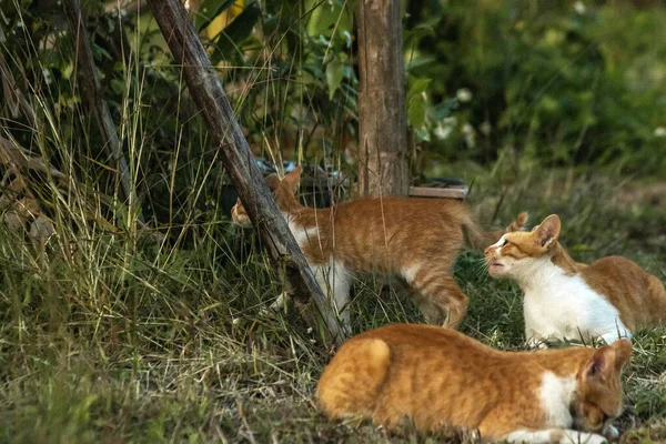 Çimenlikteki turuncu kediler kendilerini kamufle etmek ve avlarını gözlemlemek için otların yüksekliğini kullanırlar..