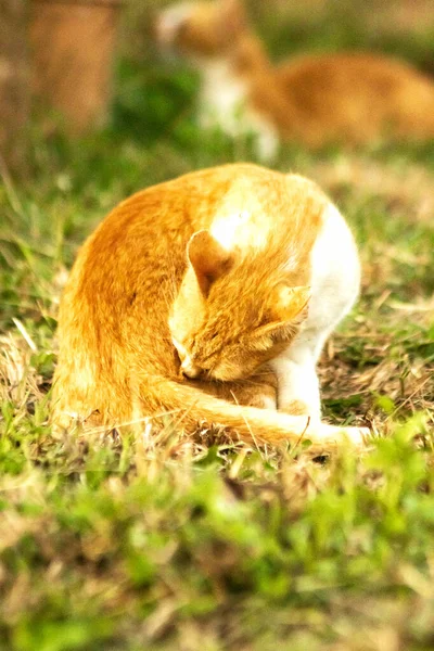 Çimenlikteki turuncu kediler kendilerini kamufle etmek ve avlarını gözlemlemek için otların yüksekliğini kullanırlar..