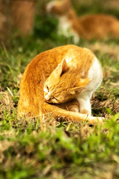 Çimenlikteki turuncu kediler kendilerini kamufle etmek ve avlarını gözlemlemek için otların yüksekliğini kullanırlar..