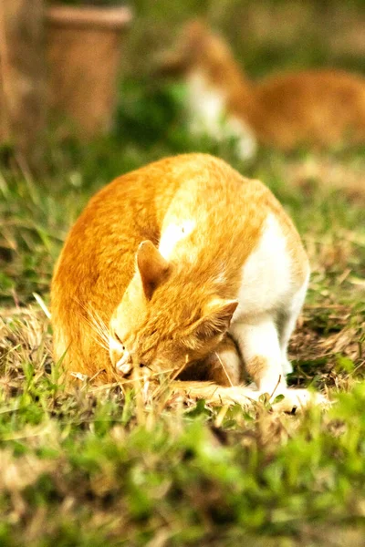 Çimenlikteki turuncu kediler kendilerini kamufle etmek ve avlarını gözlemlemek için otların yüksekliğini kullanırlar..