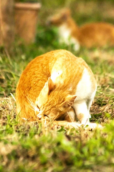 Çimenlikteki turuncu kediler kendilerini kamufle etmek ve avlarını gözlemlemek için otların yüksekliğini kullanırlar..