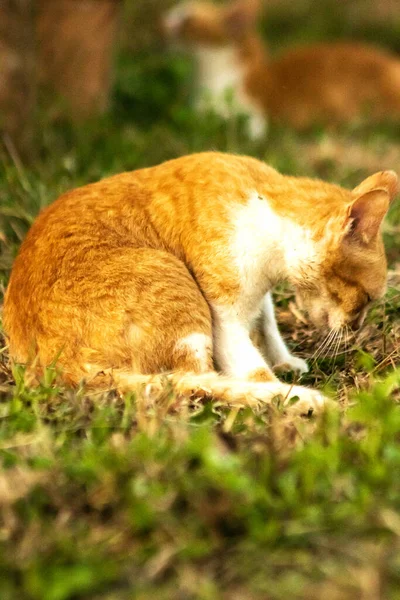 Çimenlikteki turuncu kediler kendilerini kamufle etmek ve avlarını gözlemlemek için otların yüksekliğini kullanırlar..