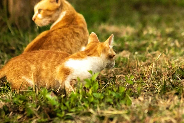Çimenlikteki turuncu kediler kendilerini kamufle etmek ve avlarını gözlemlemek için otların yüksekliğini kullanırlar..