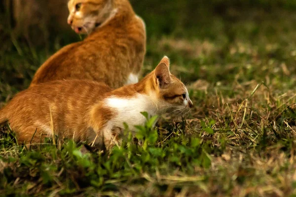 Çimenlikteki turuncu kediler kendilerini kamufle etmek ve avlarını gözlemlemek için otların yüksekliğini kullanırlar..