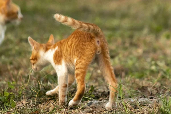 Çimenlikteki turuncu kediler kendilerini kamufle etmek ve avlarını gözlemlemek için otların yüksekliğini kullanırlar..
