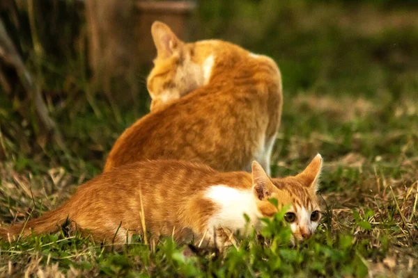 Çimenlikteki turuncu kediler kendilerini kamufle etmek ve avlarını gözlemlemek için otların yüksekliğini kullanırlar..