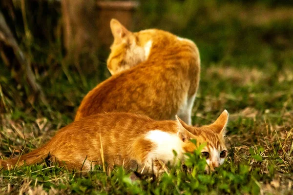 Çimenlikteki turuncu kediler kendilerini kamufle etmek ve avlarını gözlemlemek için otların yüksekliğini kullanırlar..