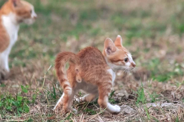 Çimenlikteki turuncu kediler kendilerini kamufle etmek ve avlarını gözlemlemek için otların yüksekliğini kullanırlar..