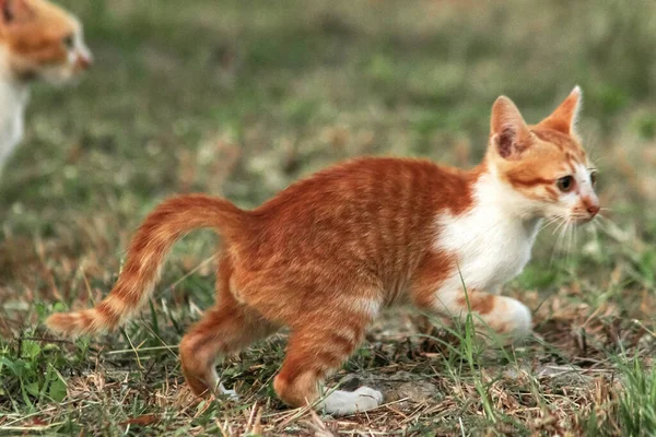 Çimenlikteki turuncu kediler kendilerini kamufle etmek ve avlarını gözlemlemek için otların yüksekliğini kullanırlar..