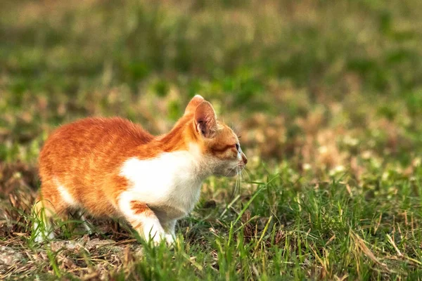 Çimenlikteki turuncu kediler kendilerini kamufle etmek ve avlarını gözlemlemek için otların yüksekliğini kullanırlar..