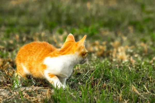 Çimenlikteki turuncu kediler kendilerini kamufle etmek ve avlarını gözlemlemek için otların yüksekliğini kullanırlar..