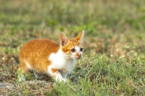 Çimenlikteki turuncu kediler kendilerini kamufle etmek ve avlarını gözlemlemek için otların yüksekliğini kullanırlar..