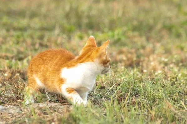 Çimenlikteki turuncu kediler kendilerini kamufle etmek ve avlarını gözlemlemek için otların yüksekliğini kullanırlar..