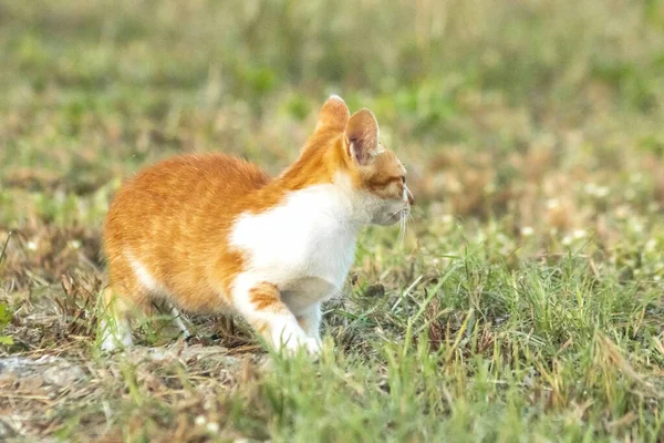 Çimenlikteki turuncu kediler kendilerini kamufle etmek ve avlarını gözlemlemek için otların yüksekliğini kullanırlar..