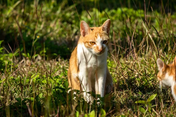 Çimenlikteki turuncu kediler kendilerini kamufle etmek ve avlarını gözlemlemek için otların yüksekliğini kullanırlar..