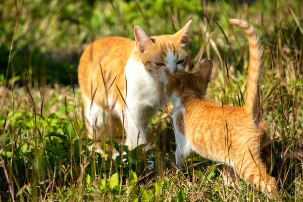 Çimenlikteki turuncu kediler kendilerini kamufle etmek ve avlarını gözlemlemek için otların yüksekliğini kullanırlar..
