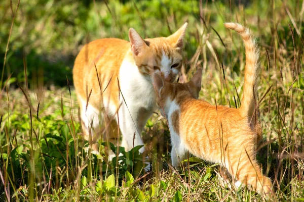 Çimenlikteki turuncu kediler kendilerini kamufle etmek ve avlarını gözlemlemek için otların yüksekliğini kullanırlar..