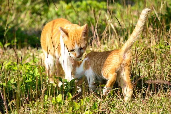 Çimenlikteki turuncu kediler kendilerini kamufle etmek ve avlarını gözlemlemek için otların yüksekliğini kullanırlar..