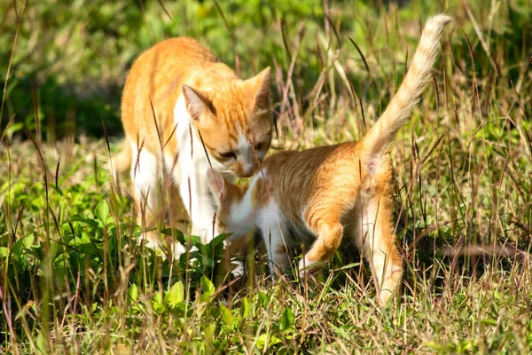 Çimenlikteki turuncu kediler kendilerini kamufle etmek ve avlarını gözlemlemek için otların yüksekliğini kullanırlar..