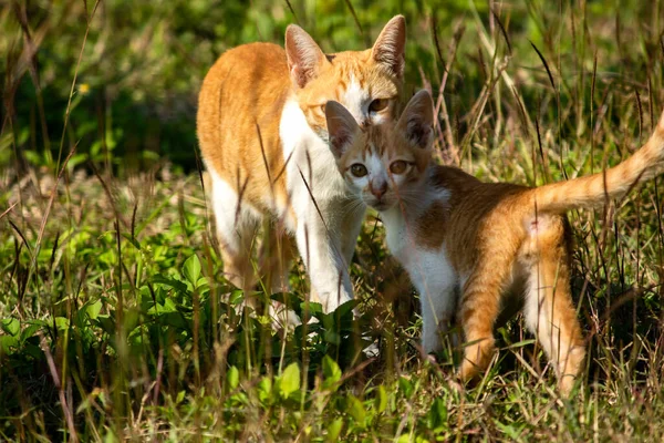 Çimenlikteki turuncu kediler kendilerini kamufle etmek ve avlarını gözlemlemek için otların yüksekliğini kullanırlar..