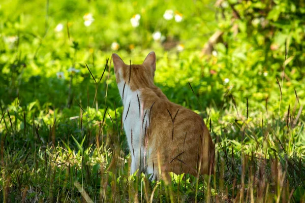 Çimenlikteki turuncu kediler kendilerini kamufle etmek ve avlarını gözlemlemek için otların yüksekliğini kullanırlar..