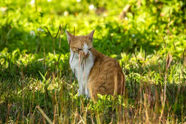 Çimenlikteki turuncu kediler kendilerini kamufle etmek ve avlarını gözlemlemek için otların yüksekliğini kullanırlar..