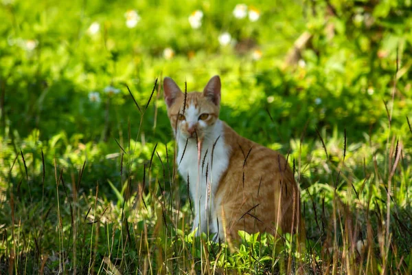 Çimenlikteki turuncu kediler kendilerini kamufle etmek ve avlarını gözlemlemek için otların yüksekliğini kullanırlar..